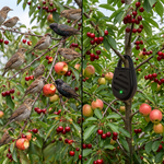 Aparat Ultrasonic Anti-Păsări BirdStop